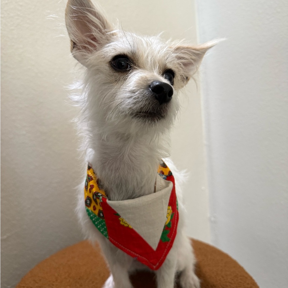 Colorful Dog Bandana